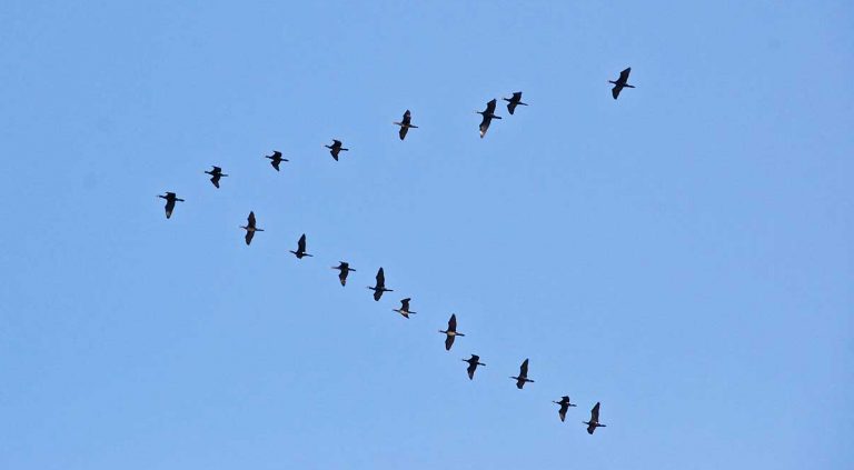 l'innovation au sein des réseaux organisés, vision, franchise, innovation l'innovation au sein des réseaux organisés, vision, franchise, innovation